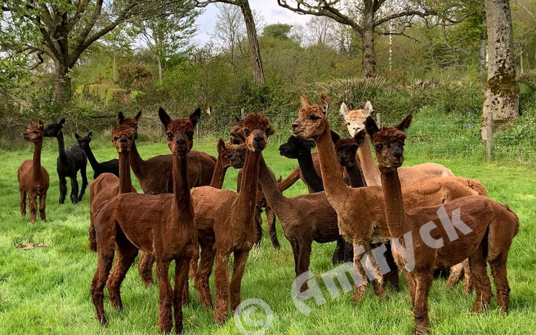 2021, Another year of fab fleece