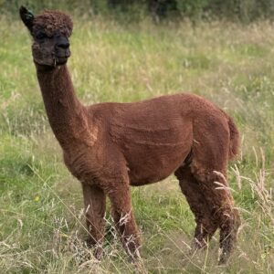 Amiryck Mahogany
